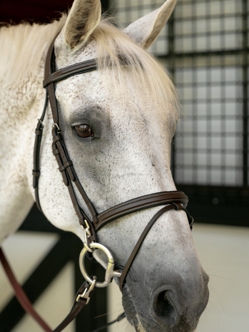 Training Bridle