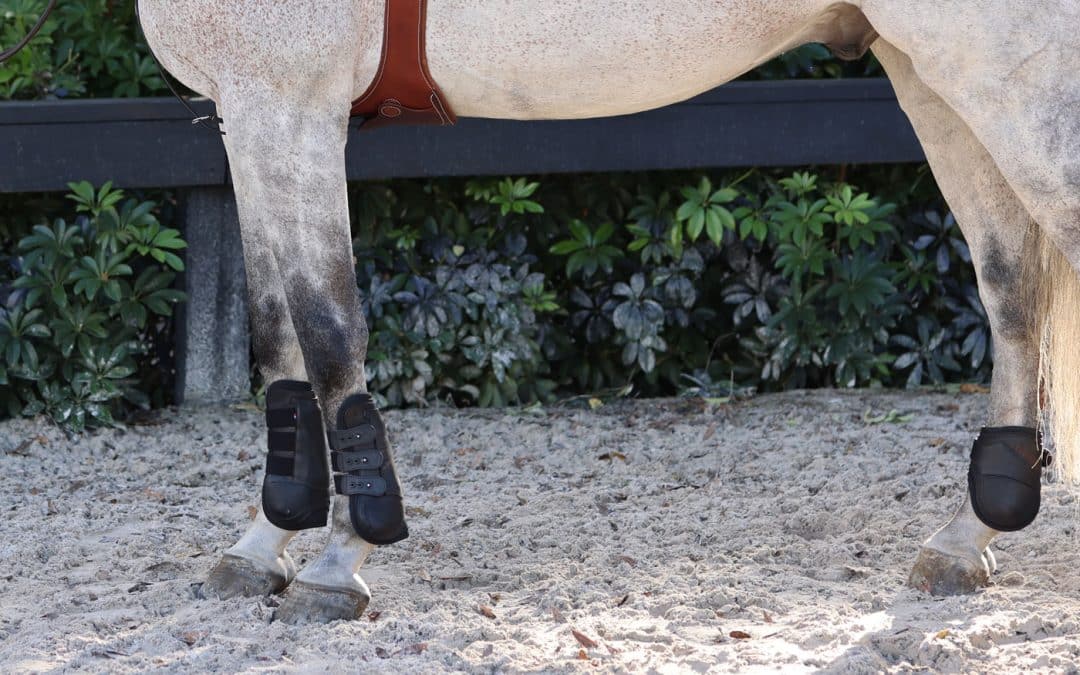 New products! Discover our ARION HST show boots!