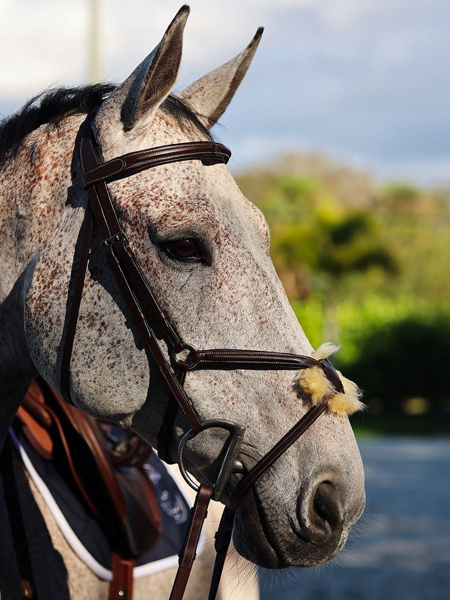 Cwell Deluxe Mexican Grackle Figure Of 8 Noseband Bridle – Black Leather, Cob Size – With Free Reins