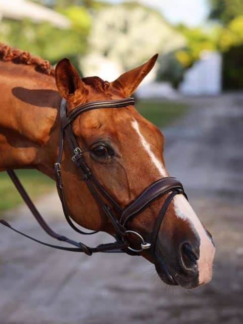 Dressage Saddle Fabriquée En France 