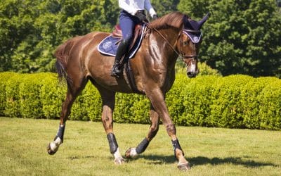 New products! Discover our ARION HST training horse boots!
