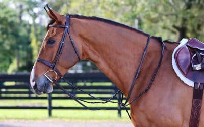 Discover Our Range of Horse Accessories!